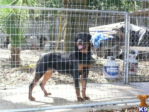 Dogs - Rottweiler