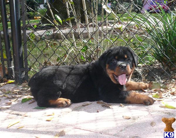 Rottweiler Puppies