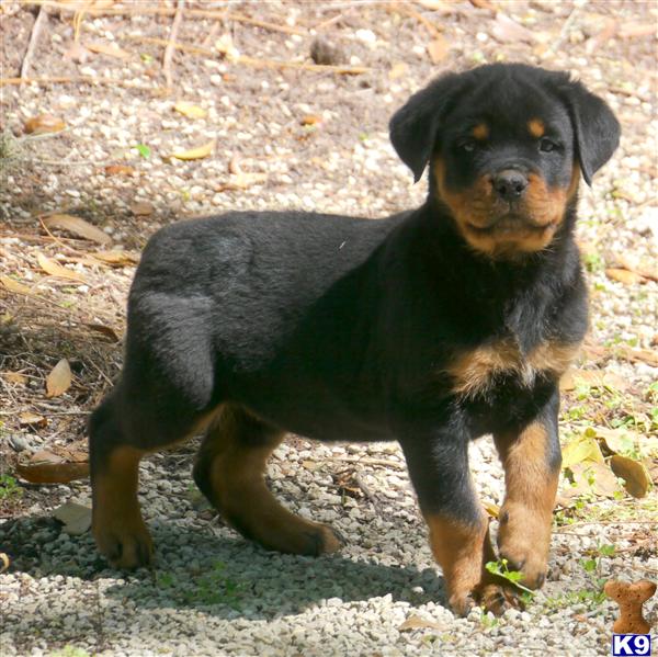 rottweiler puppies for sale in florida document moved rottweiler puppies for sale in florida document moved