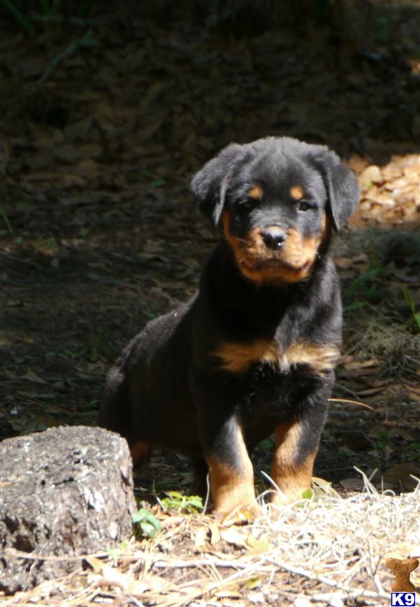 rottweiler puppies in florida document moved rottweiler puppies in florida document moved