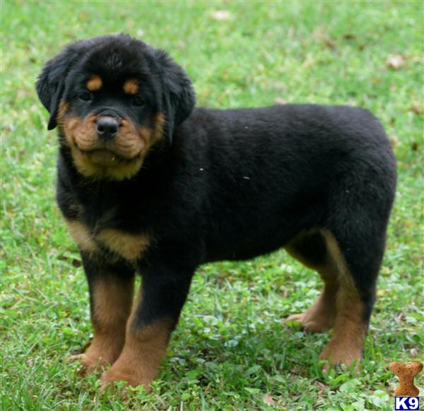 rottweiler puppies in florida document moved rottweiler puppies in florida document moved