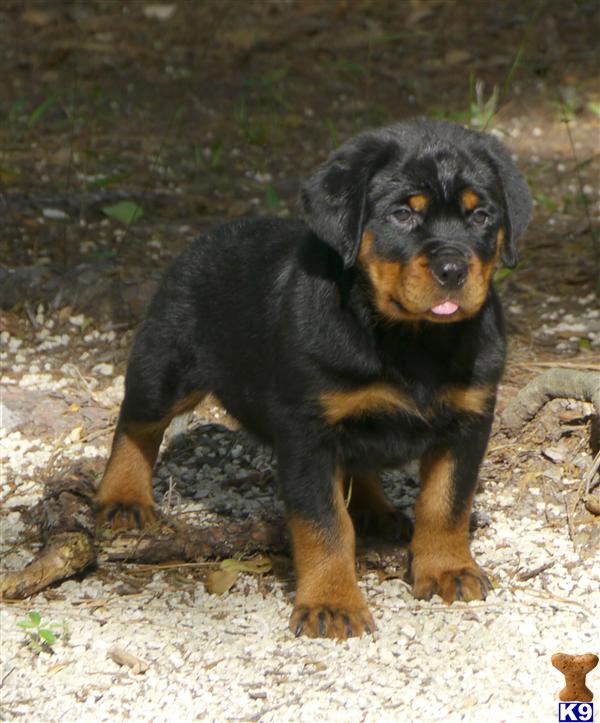 rottweiler puppies for sale in florida document moved rottweiler puppies for sale in florida document moved