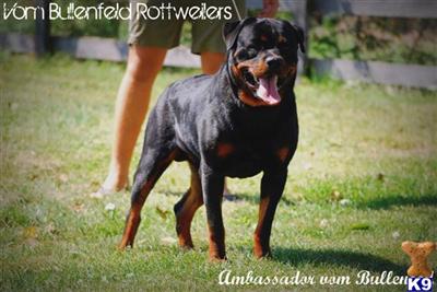 Dogs for Sale in MO