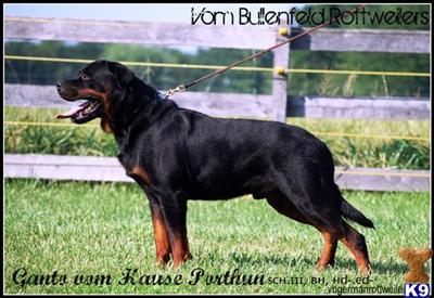 Dogs for Sale in MO