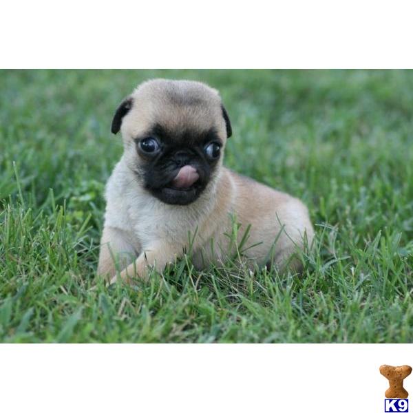 Dogs - Pug