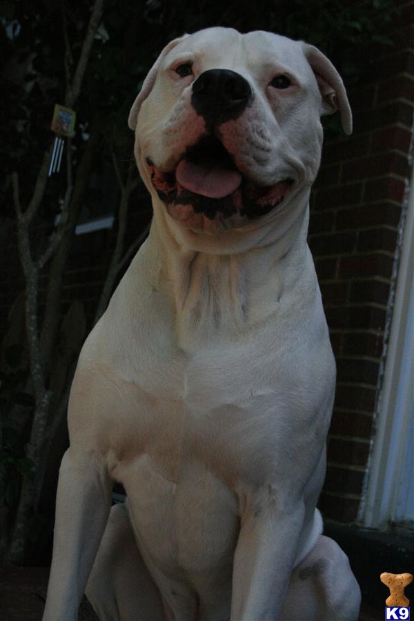 Stud Dogs in VA