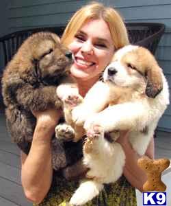 Central Asian Shepherd Puppies