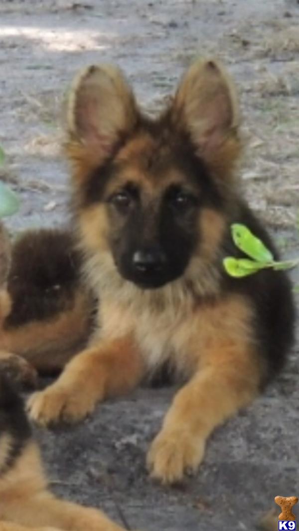 white german shepherd puppies for sale in florida document moved white german shepherd puppies for sale in florida document moved