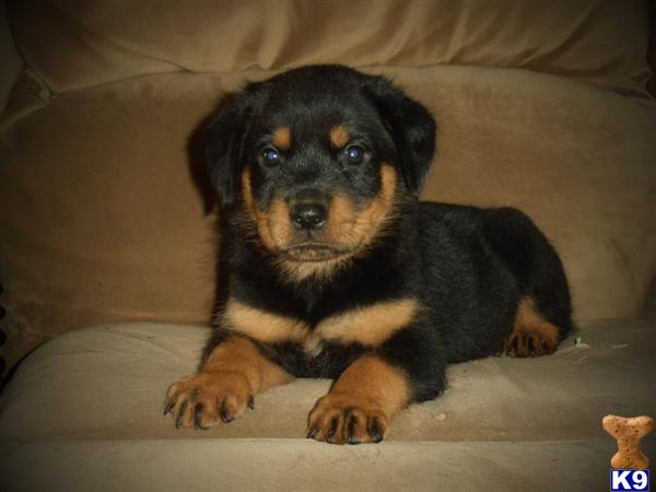 rottweiler puppies in florida rottweilers for sale in ta myideasbedroom rottweiler puppies in florida rottweilers for sale in ta myideasbedroom