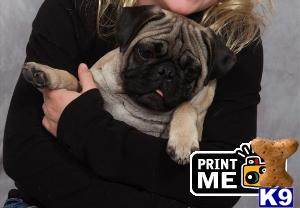 Stud Dogs - Pug
