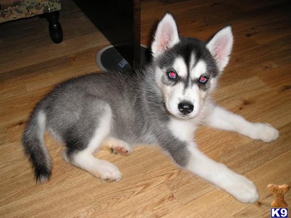 Female Dogs