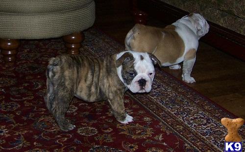 Stud Dogs in CT