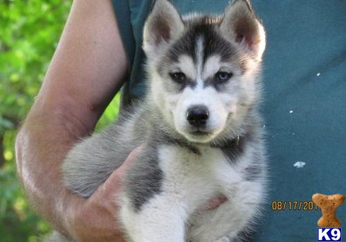Stud Dogs - Siberian Husky