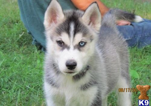 Stud Dogs - Siberian Husky