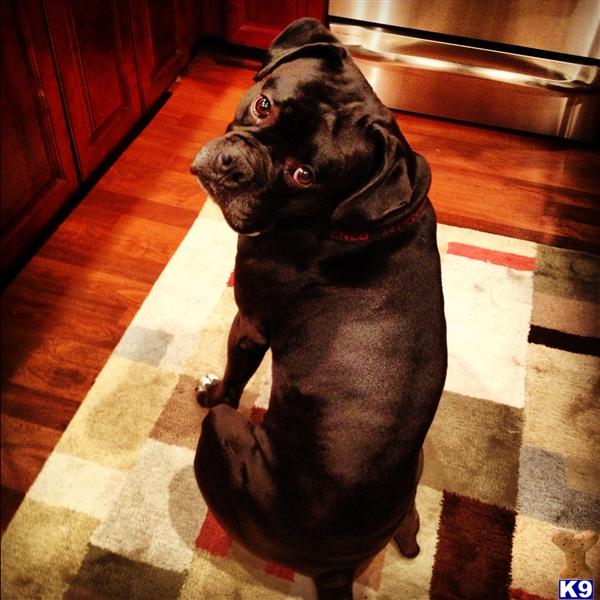 Stud Dogs - Boxer
