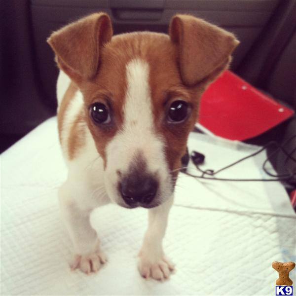 puppies for sale in houma la document moved puppies for sale in houma la document moved