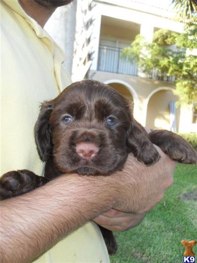 Puppies in Miramar