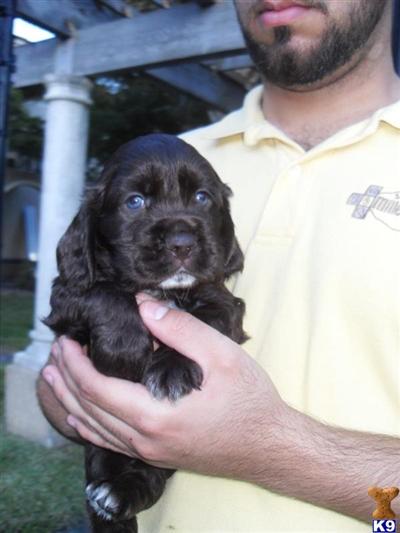 Puppies in Miramar