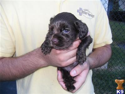 Puppies in Miramar