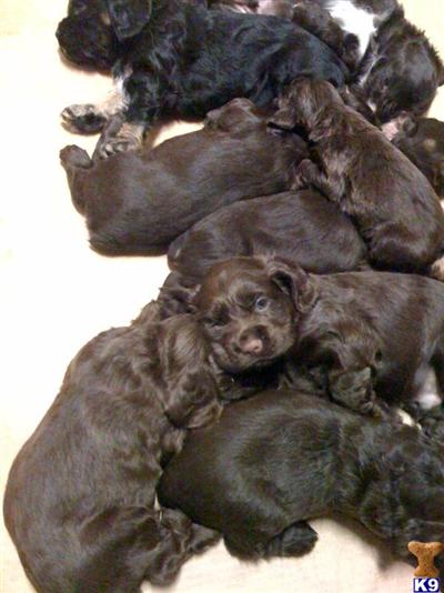 Puppies in Miramar