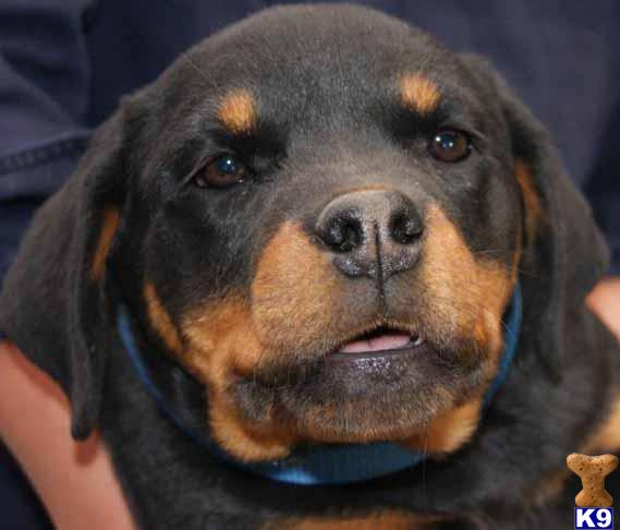 Rottweiler Puppies