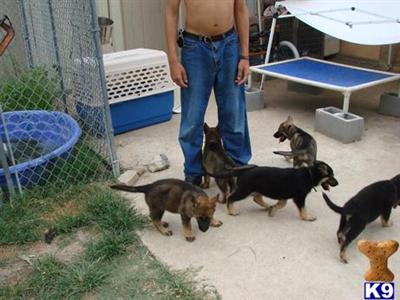 German Shepherd Puppies in TX