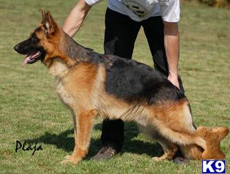 Stud Dogs - German Shepherd