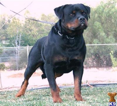 Puppies in Moreno valley