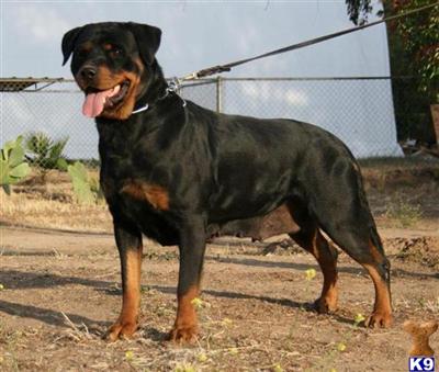 Dogs for Sale in CA