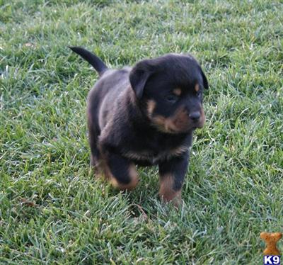 Puppies in Moreno valley