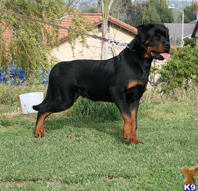 Puppies in Moreno valley