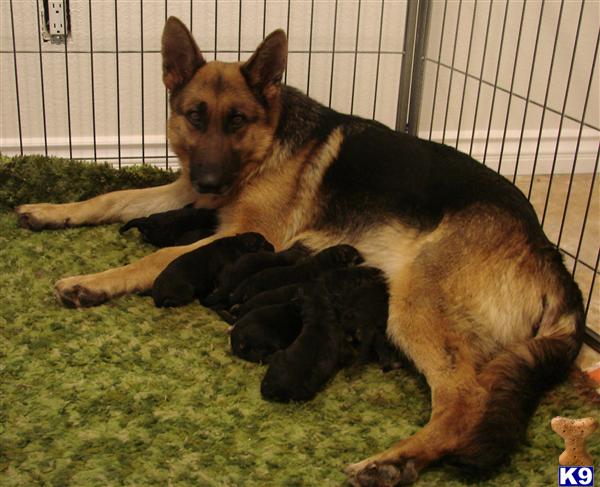 German Shepherd Puppies in CA