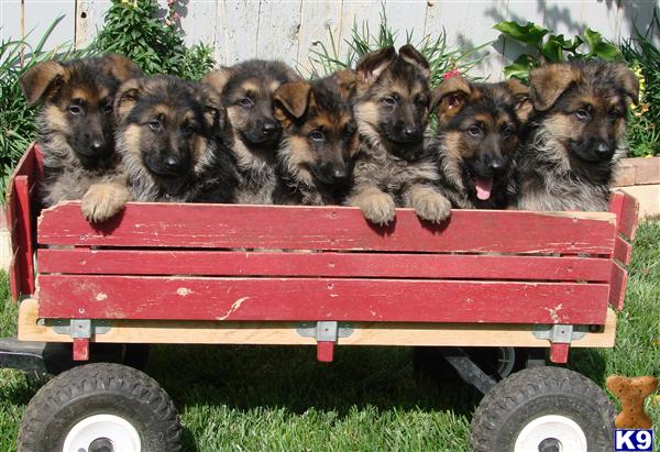 German Shepherd Puppies in CA