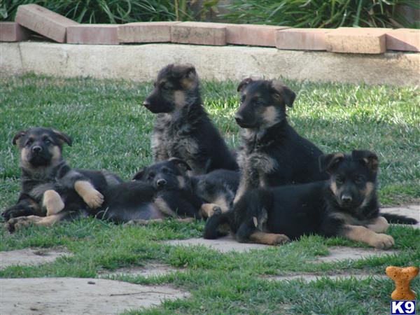 German Shepherd Puppies in CA