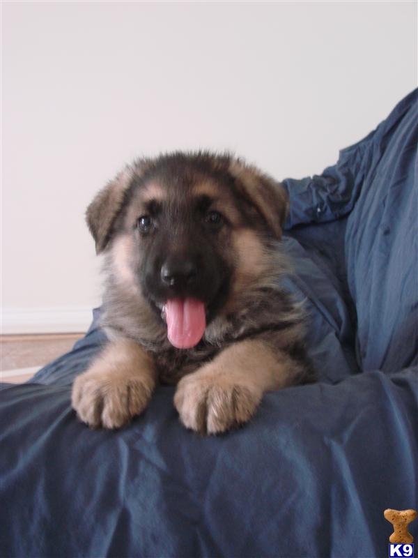 German Shepherd Puppies in CA