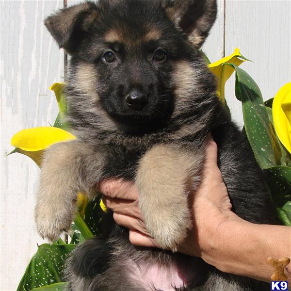 purebred german shepherd puppies for sale german shepherd puppy for sale purebred german shepherd puppies 3 years purebred german shepherd puppies for sale german shepherd puppy for sale purebred german shepherd puppies 3 years