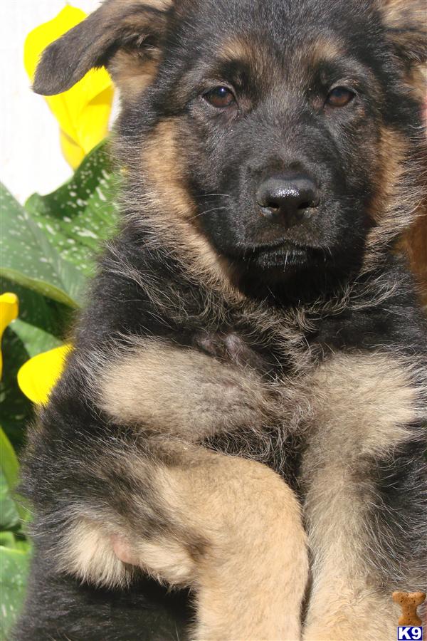 German Shepherd Puppies in CA