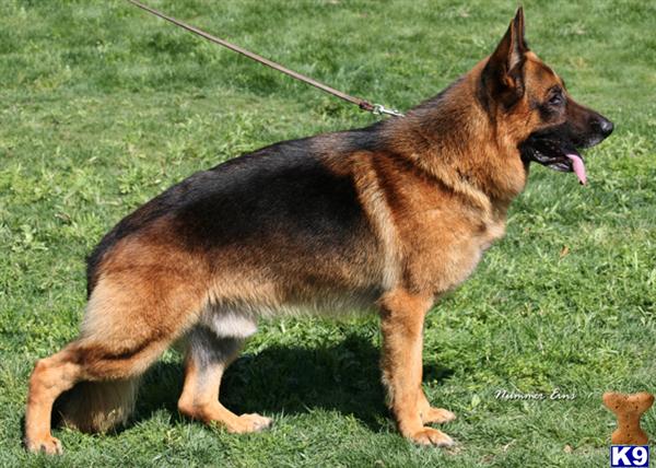 German Shepherd Puppies in CA