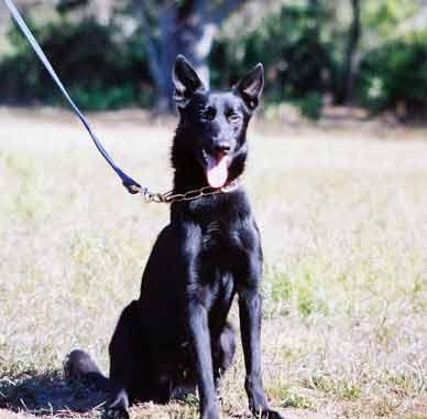 Belgian Malinois Puppies for Sale