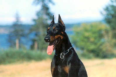 Doberman Pinscher Puppies in FL