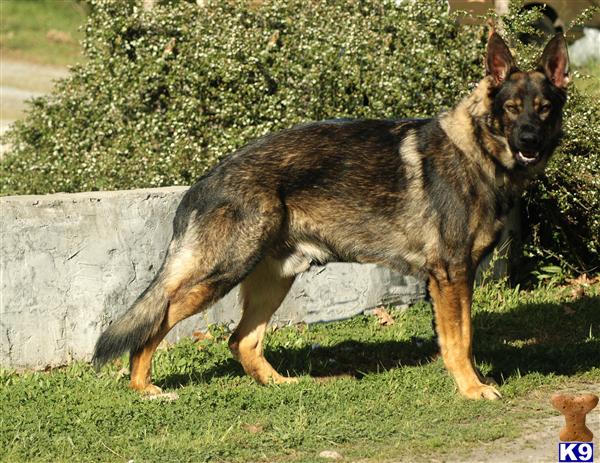 German Shepherd Puppies in CA