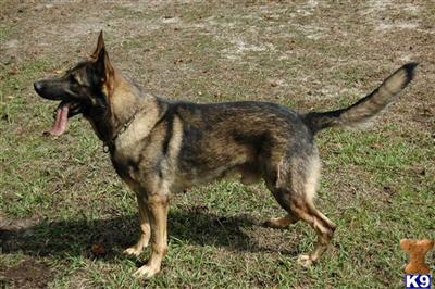 Stud Dogs in SC