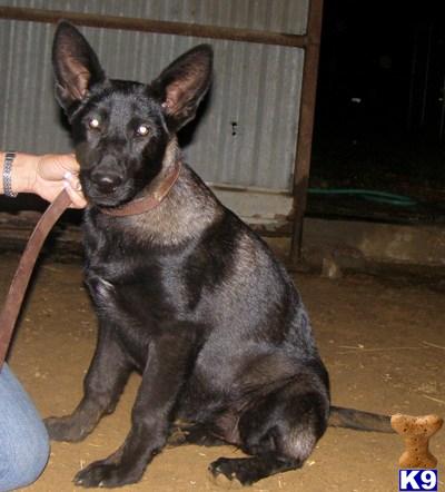 German Shepherd Puppies in TX