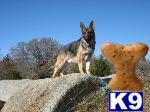 Dogs for Sale in TX