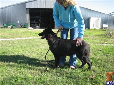 German Shepherd Puppies in TX
