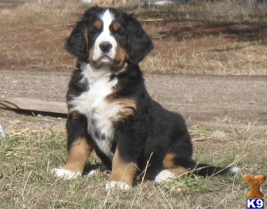 Puppies in MT