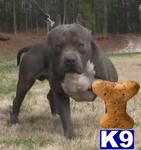 Stud Dogs in GA