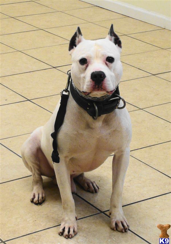 Dogs - American Pit Bull