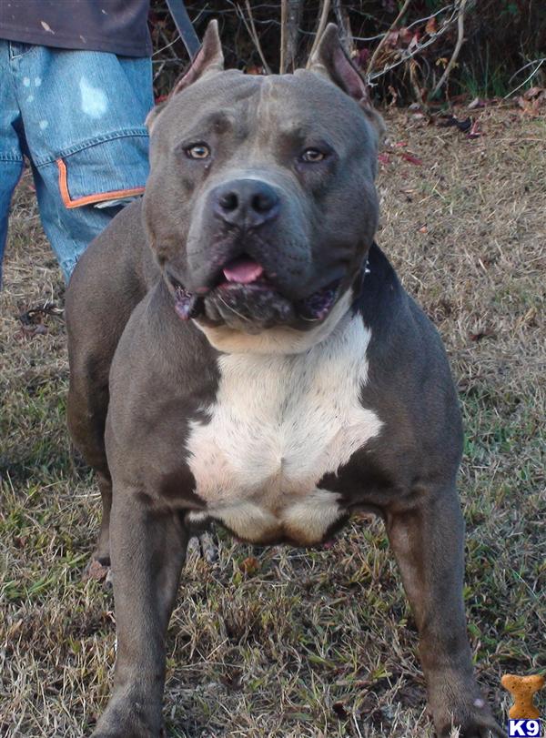 American Pit Bull Puppies in