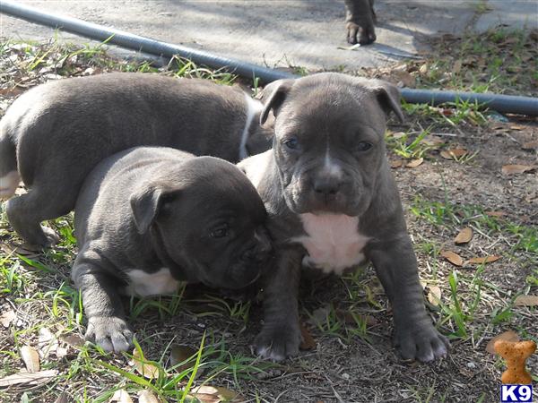 Puppies in Apopka